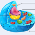  Cell: Structure and Function