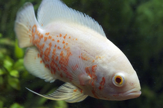 Albino Oscar Fish