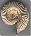 ammonite