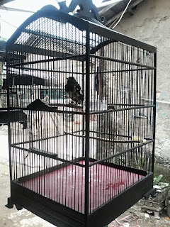 Tips trik merawat kacer mbagong semoga kembali normal Tips Merawat Burung Kacer Mbagong Agar Kembali Normal