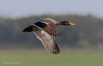 Birds in Flight Photography Presentation @ Tafelberg Photography Club