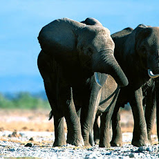 gambar gajah, foto gajah