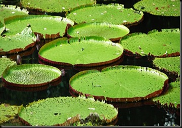 interna_a_donde_ir_amazonas