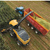 Harvesting and maturity of cereals and pulses