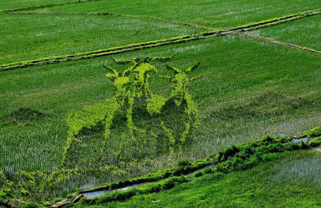 Chineses usam técnicas de agricultura para criar belas imagens em Campos de Arroz