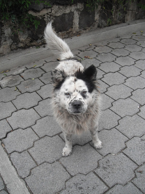 dog Guatemala perro chucho