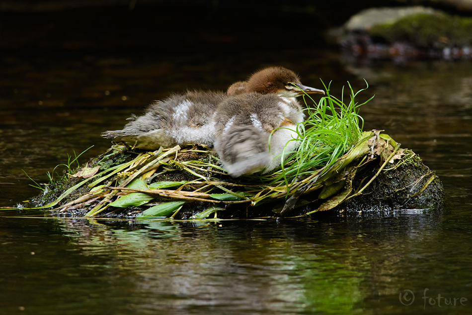 Jääkoskel, Mergus merganser, Goosander, common, koskel