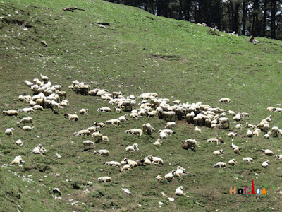 Herd of sheep taking sunbath