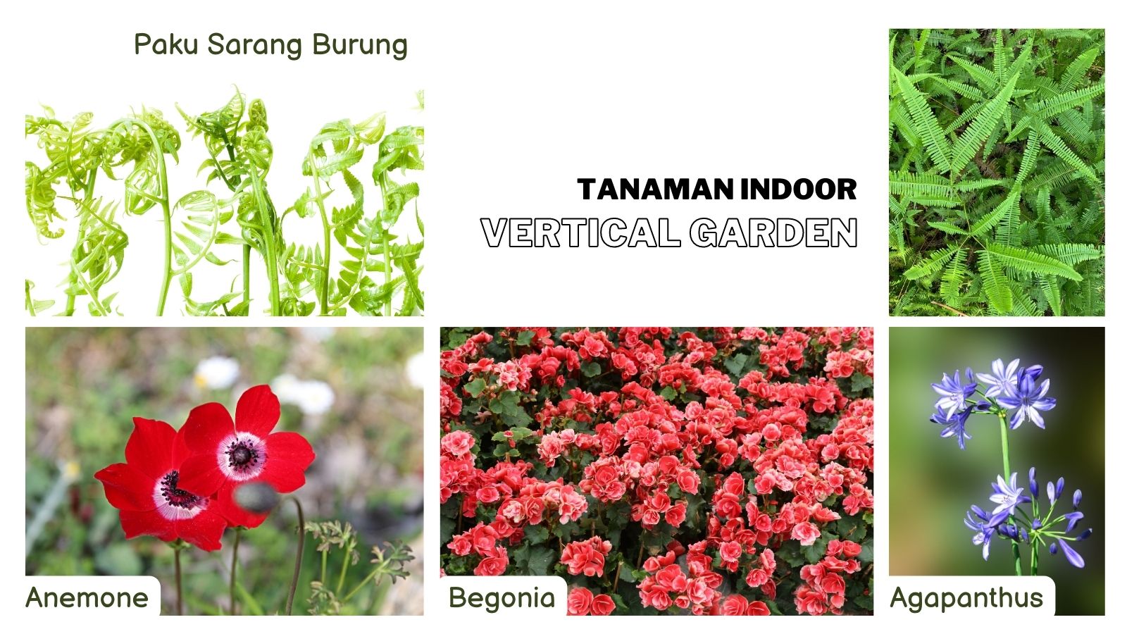 Jenis tanaman indoor vertical garden