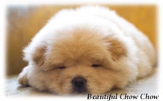 Beautiful Chow Chow Dog