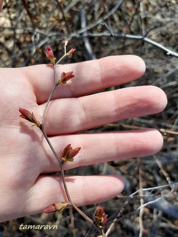 Спирея уссурийская / Таволга уссурийская (Spiraea ussuriensis)