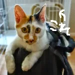 DSC00339