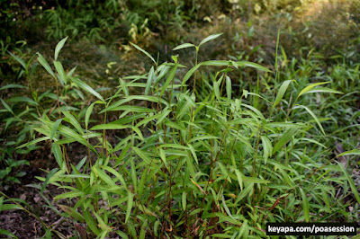 Japanese Stilt Grass (Microstegium vimineum)