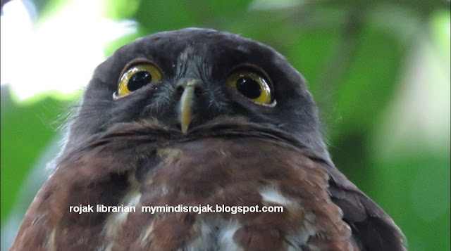 Brown Hawk Owl in Hindhede Park