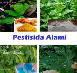 Pestisida Alami Dari Bahan Sederhana