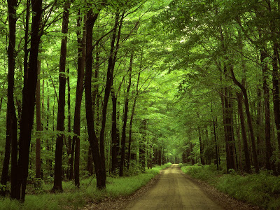 dark forest wallpaper. dark forest wallpaper. dark