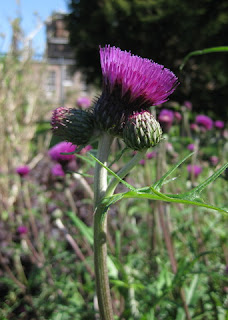 Blooming thistle, Drumlanrig Castle garden, Scotland