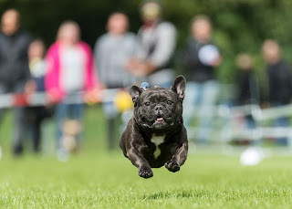 exercício para cães atletas