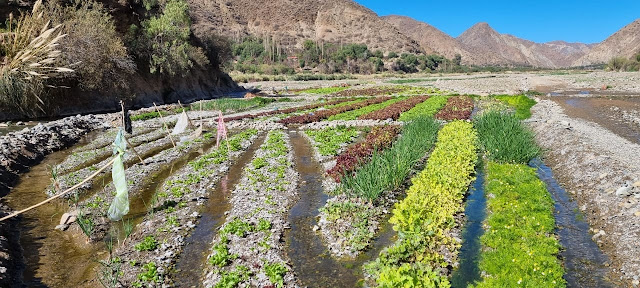 Innovative Landwirtschaft ist das Anbauen von Gemüse und Salat auf Inseln im Fluss