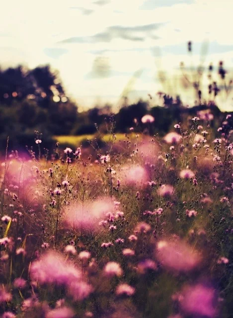 pretty spring meadow