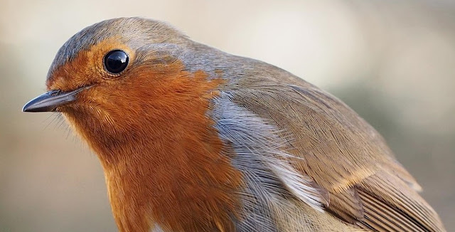 ANIMALES: El sensor magnético de las aves.