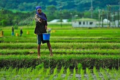 Agroteknologi.web.id Sumber Informasi Pertanian Indonesia