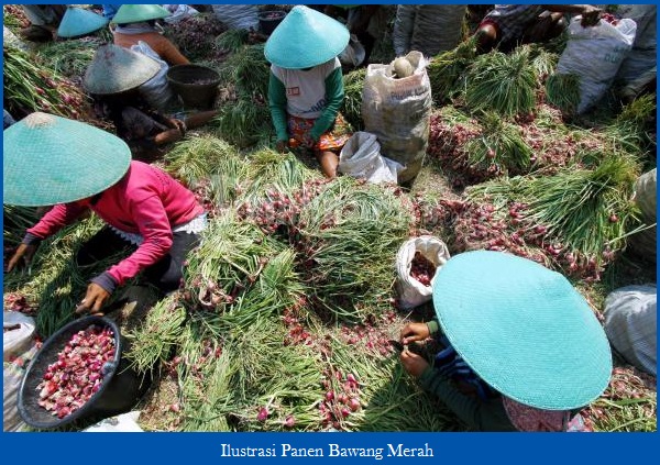 Budidaya Bawang Merah