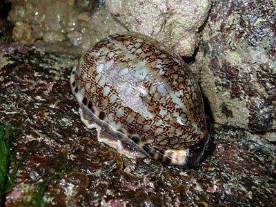 Arabian cowrie (Cypraea arabica)