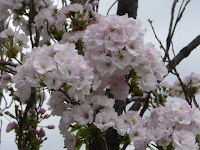 この桜は、上を向いて咲く「天の川」