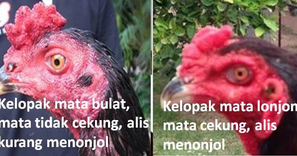 Ciri mata ayam bangkok yang bagus ~ AYAMBANGKOK.top ayam 