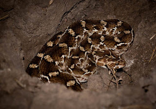 Saw Scaled Viper