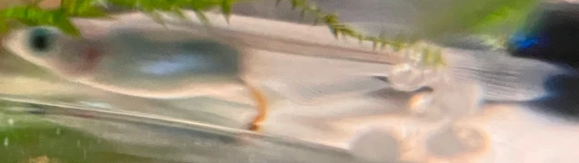 深海(しんかい)メダカ 稚魚 ２９５日目