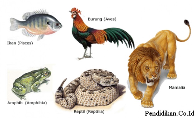 33+ Contoh Perkembangan Hewan Vertebrata