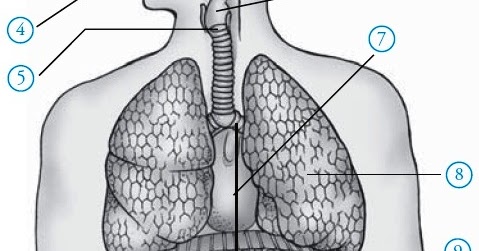 Struktur dan Fungsi Alat Pernapasan pada Manusia blog info