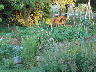 Un exemple de permaculture urbaine dans le Nord-Pas-de-Calais-Picardie