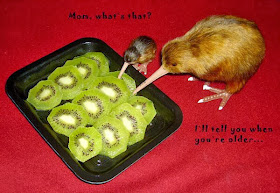 30 Funny animal captions - part 18 (30 pics), funny kiwi eats kiwi, kiwi meme