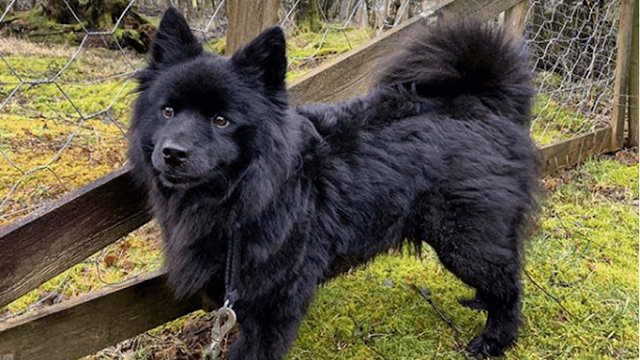 "Sweet and fluffy Swedish Lapphund dog with a thick coat and alert expression, sitting on a wooden deck and looking out into the distance."