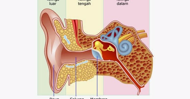 Bagian Bagian Telinga dan Fungsinya Gambar Ilustrasi