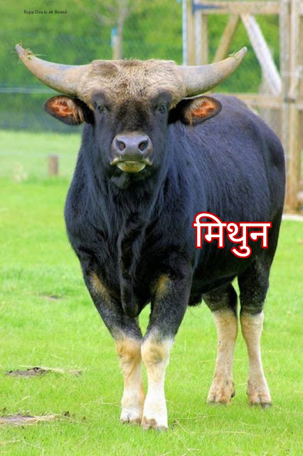 अरूणाचल प्रदेश का राज्य पशु मिथुन (Mithun) या गयाल (Gayal)/ बोस फ्रॉन्टालिस / State Animal of Arunachal Pradesh