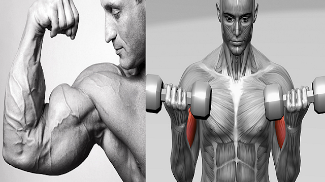 Tips For Skin Tight & Sleeve Busting Bicep Pumps