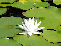 Nymphaea