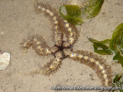 Brittle Star