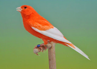 Fungsi serta Langkah Pemberian Jangkrik buat Burung Kenari 