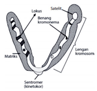  kali ini kami akan membahas tentang materi genetik manusia Kromosom Manusia: Struktur, Fungsi, Macam, Tipe