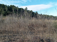 Grans camps d'ametllers abandonats ocupen tota la Plana de Sant Jaume