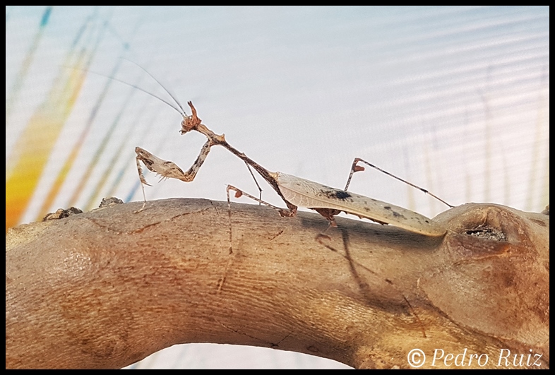 Macho adulto de Sibylla pretiosa, 3,5 cm de longitud