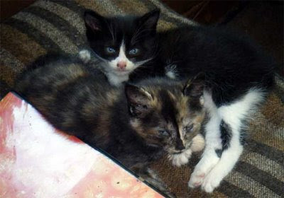 two spring feral kittens photo