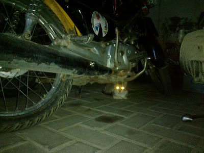 Foto Mata Kucing