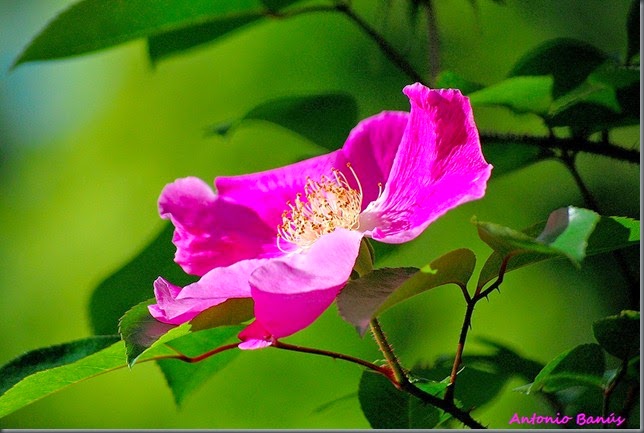 anemone rose DSC_9098x1