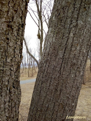 Липа амурская (Tilia amurensis)